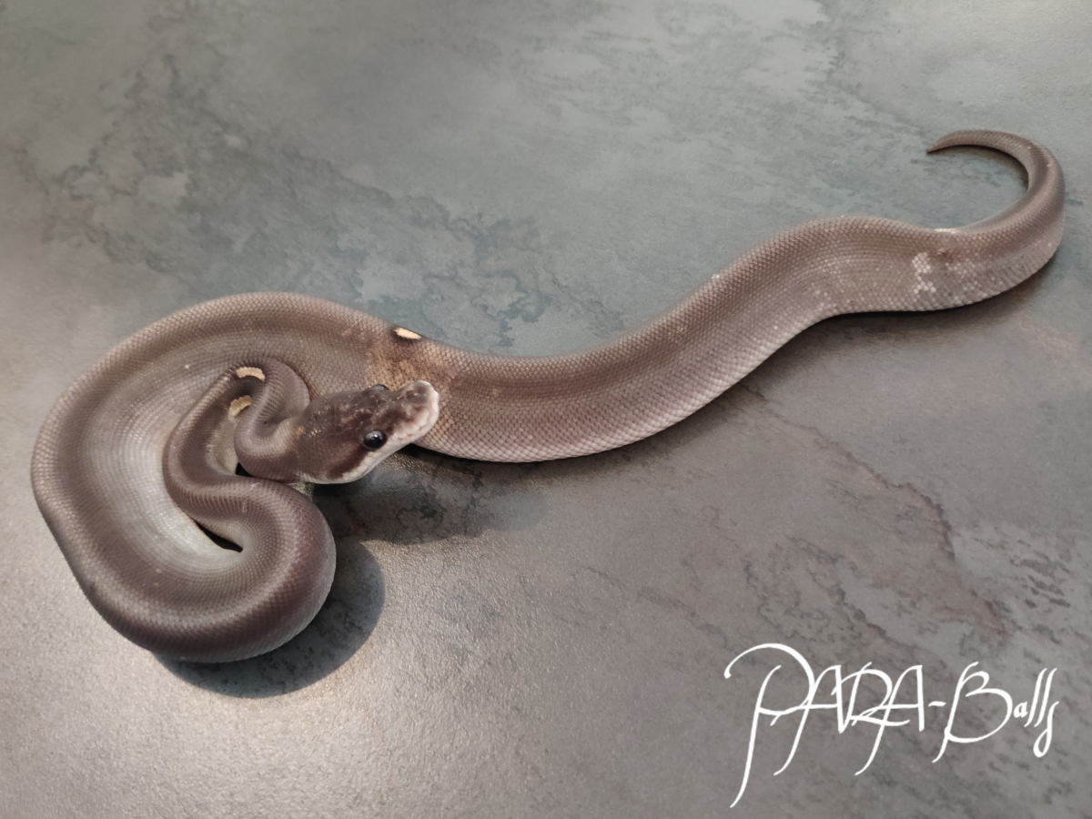 Mojave Super Black Pastel