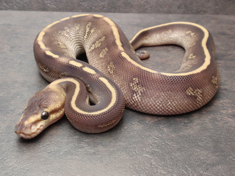 Mojave Super Chocolate