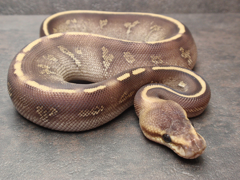 Mojave Super Chocolate