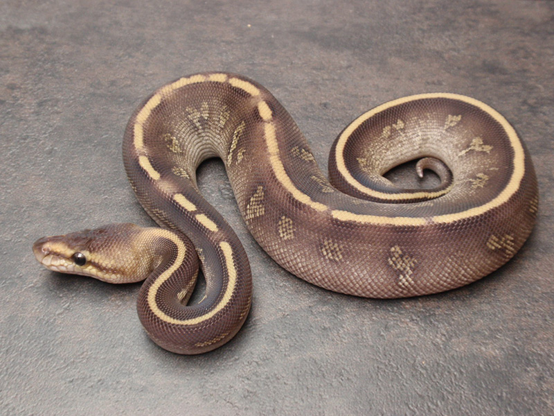 Mojave Super Chocolate