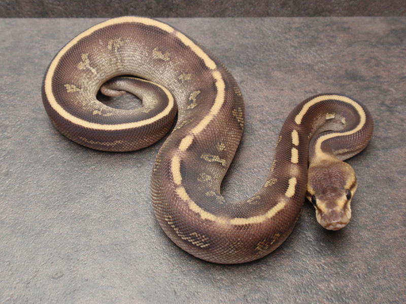 Mojave Super Chocolate