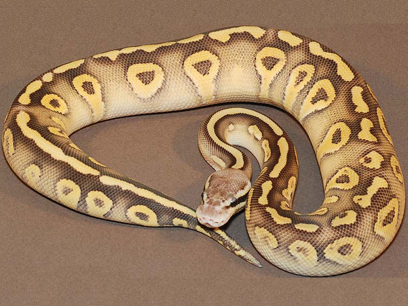 Mojave Super Pastel Yellow Belly