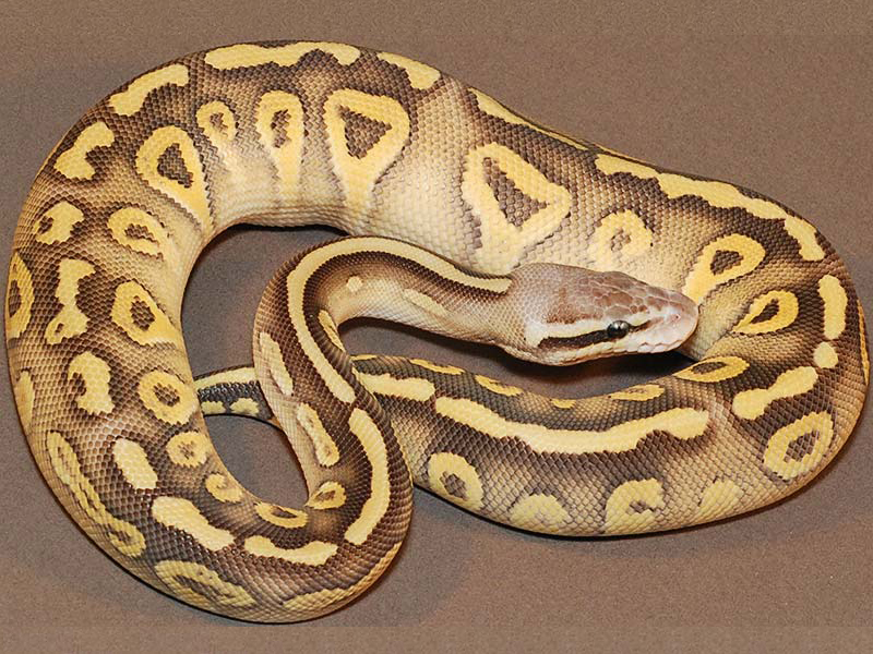 Mojave Super Pastel Yellow Belly