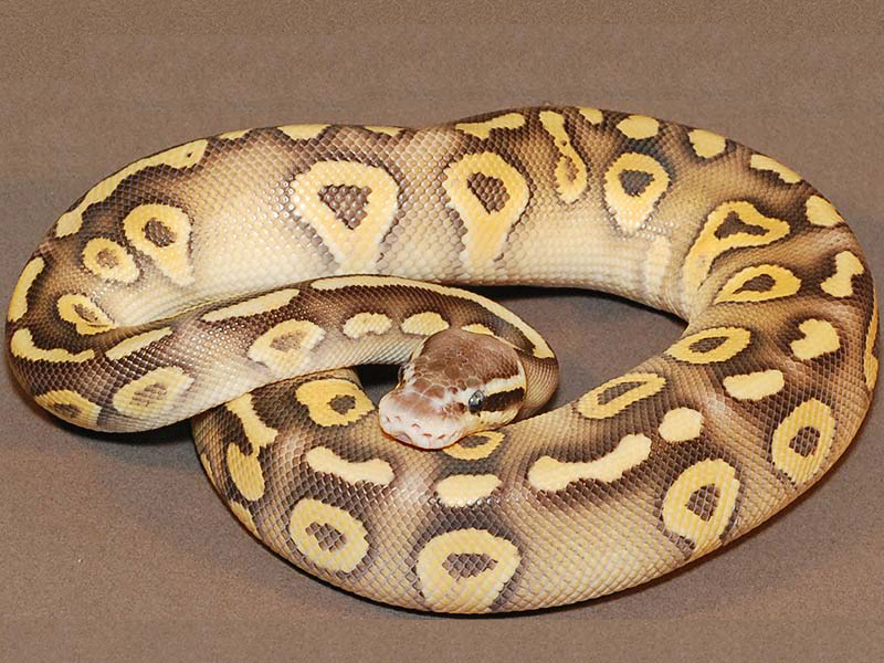 Mojave Super Pastel Yellow Belly