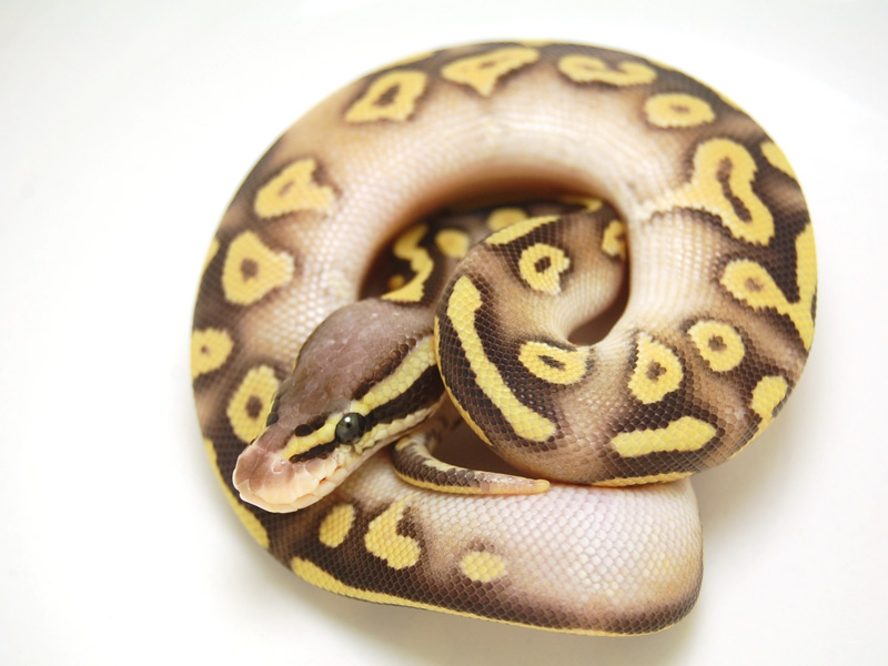 Mojave Super Pastel Yellow Belly