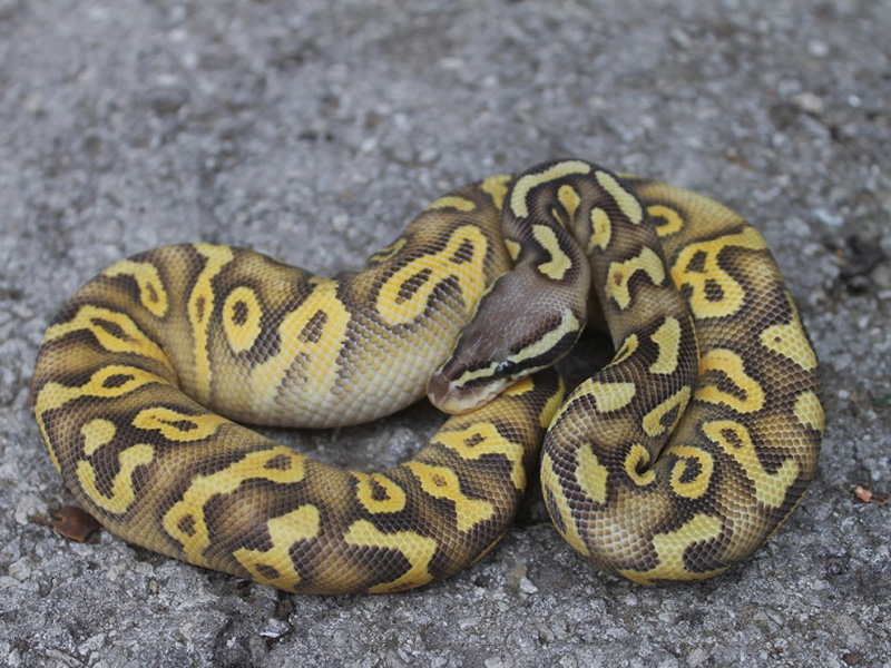 Mojave Super Pastel Yellow Belly