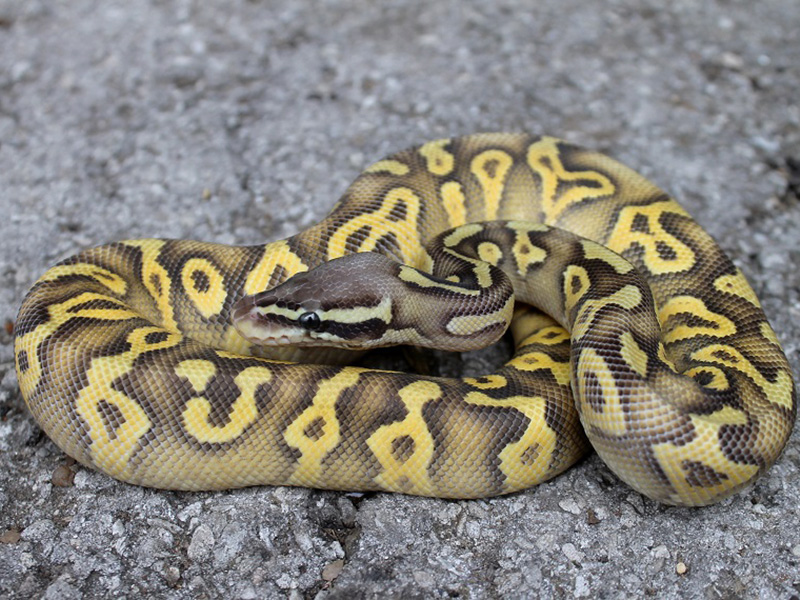 Mojave Super Pastel Yellow Belly