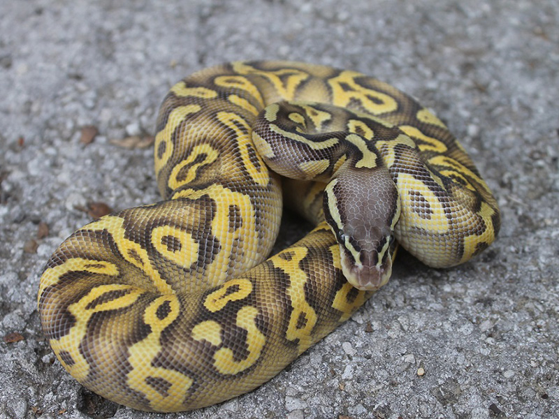 Mojave Super Pastel Yellow Belly