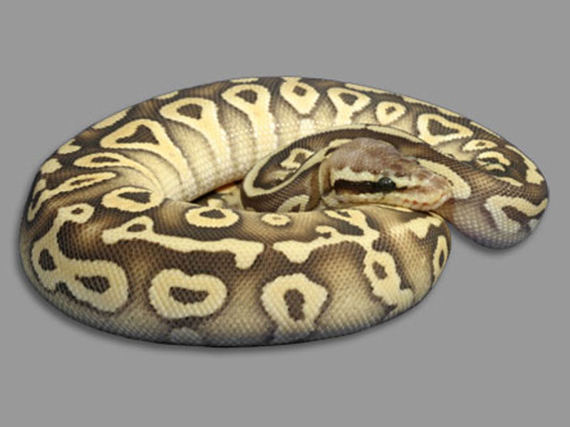 Mojave Super Pastel