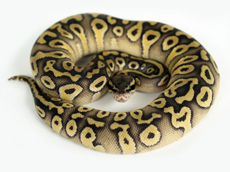 Mojave Super Pastel