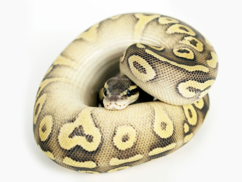 Mojave Super Pastel