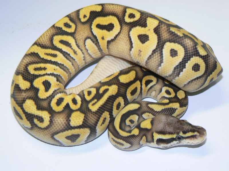 Mojave Super Pastel