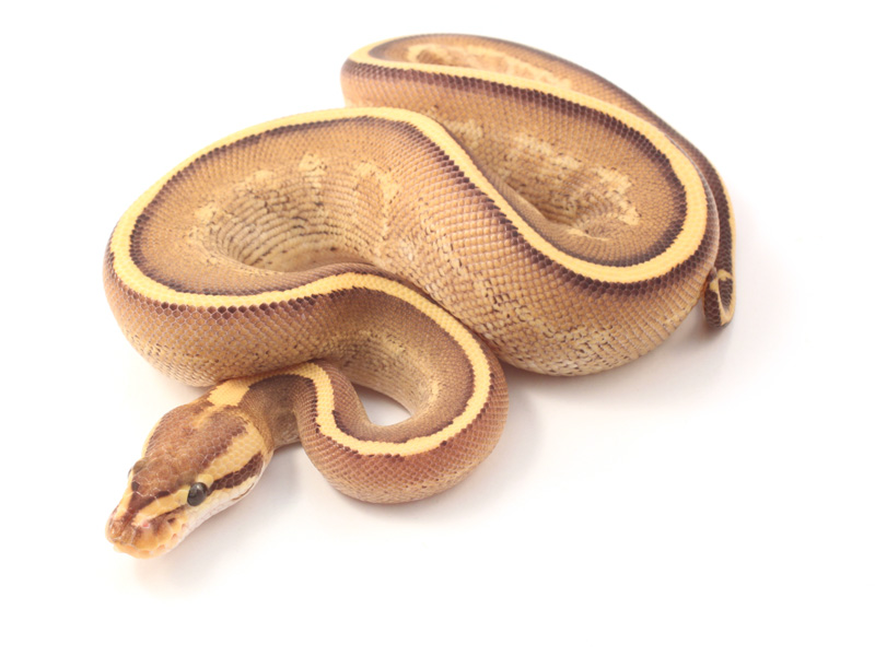 Mojave Super Stripe