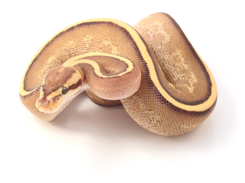 Mojave Super Stripe