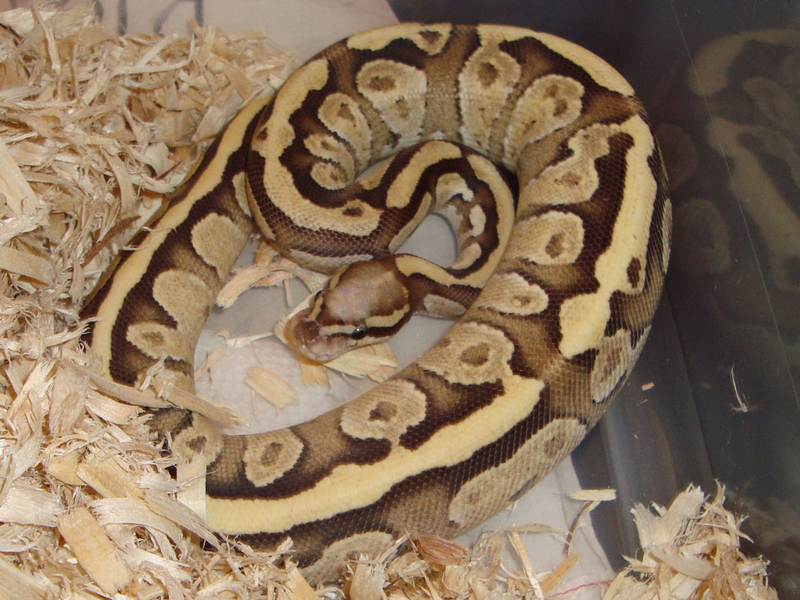 Mojave Super Vanilla