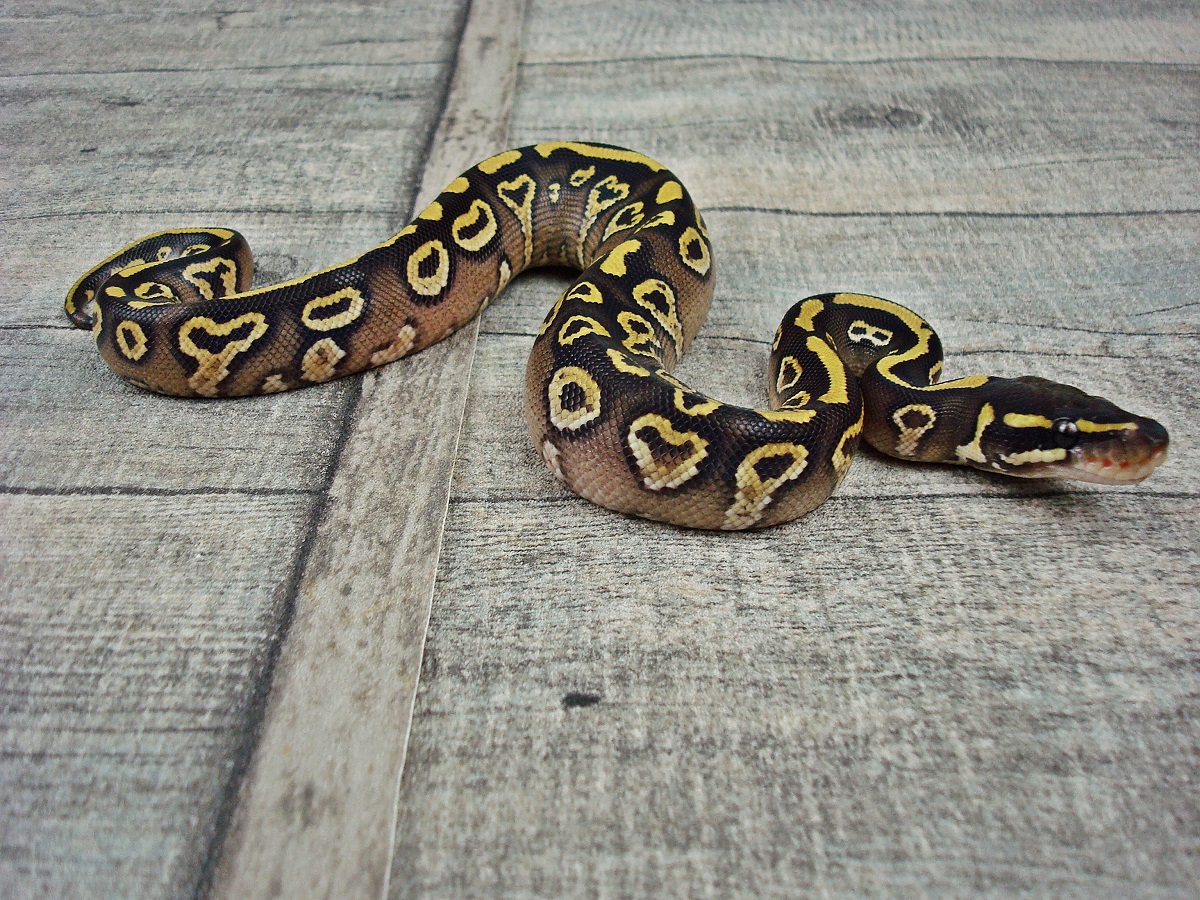 Mojave Trick Yellow Belly