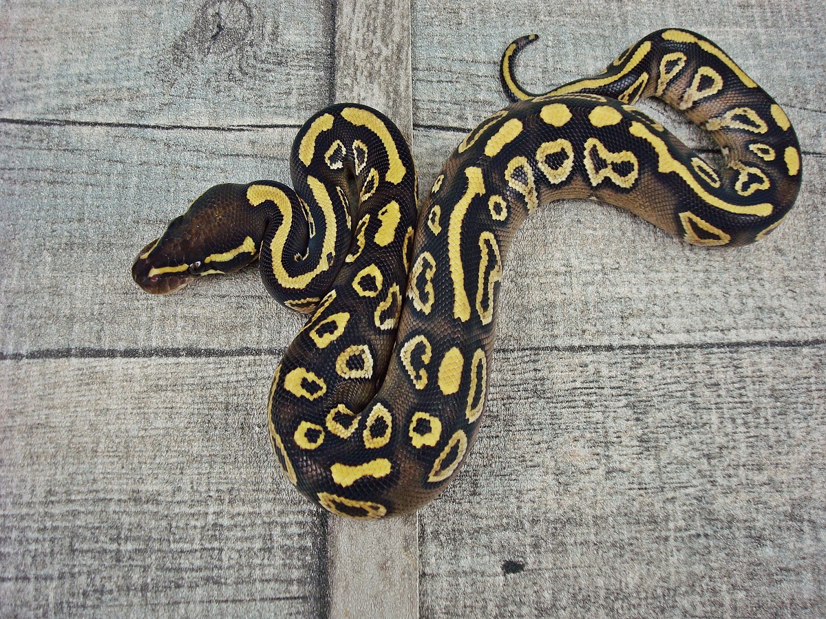 Mojave Trick Yellow Belly