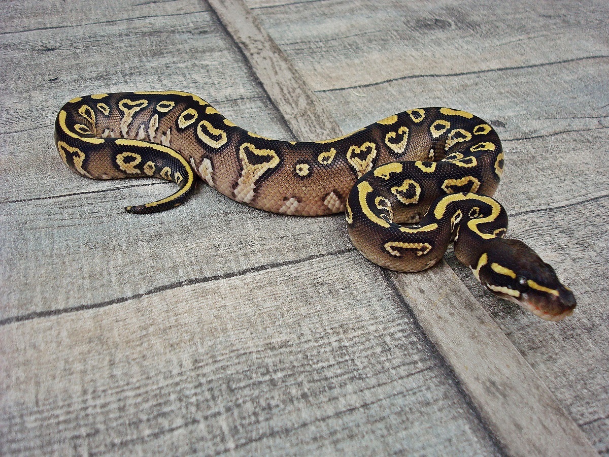 Mojave Trick Yellow Belly