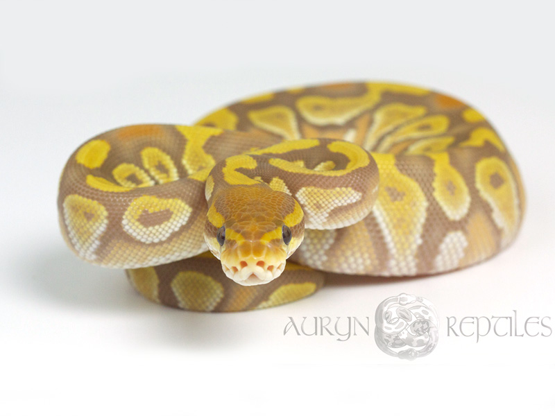 Mojave Ultramel