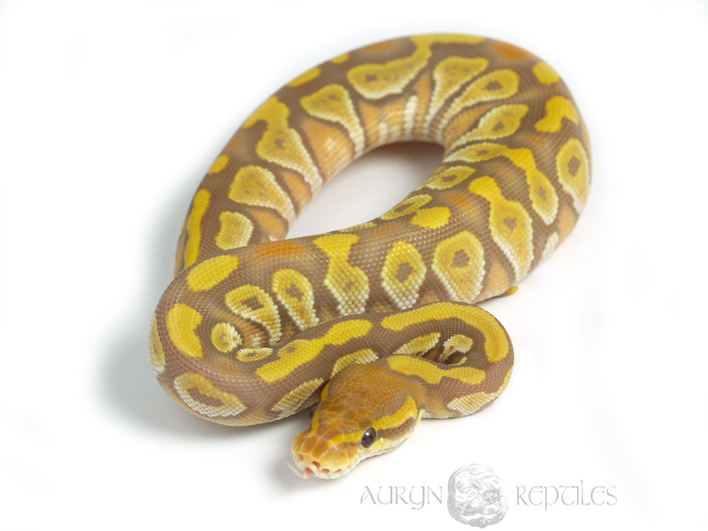 Mojave Ultramel