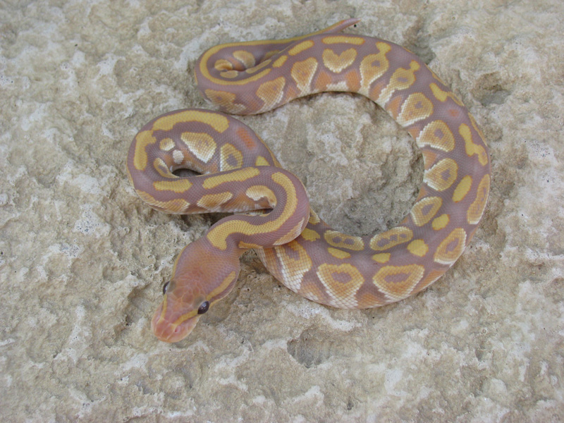 Mojave Ultramel