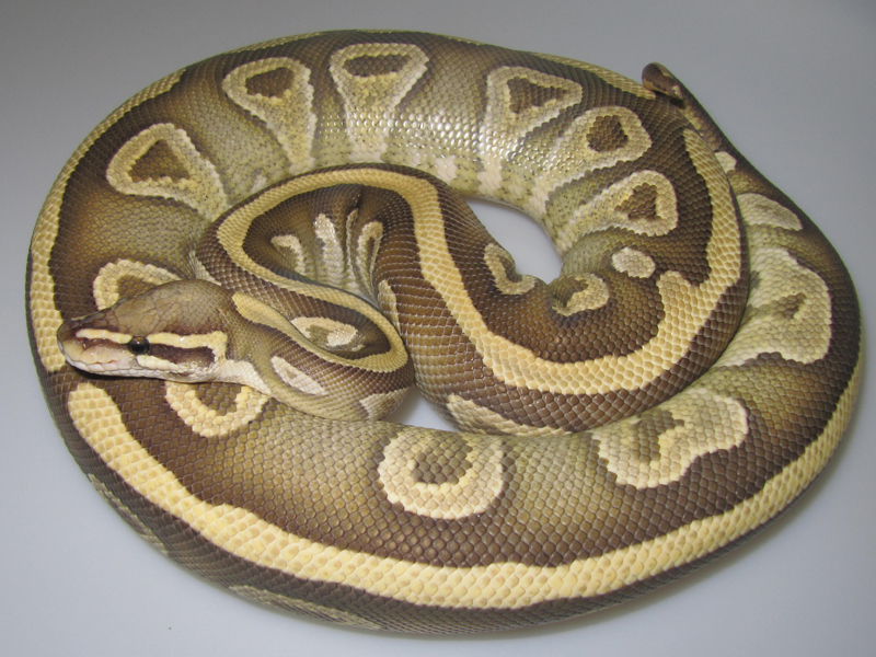 Mojave Vanilla