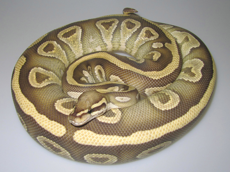 Mojave Vanilla