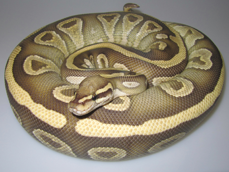 Mojave Vanilla