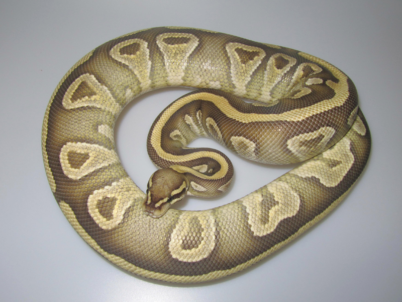 Mojave Vanilla