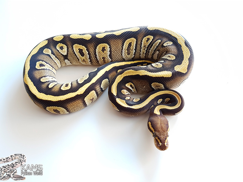 Mojave Vanilla