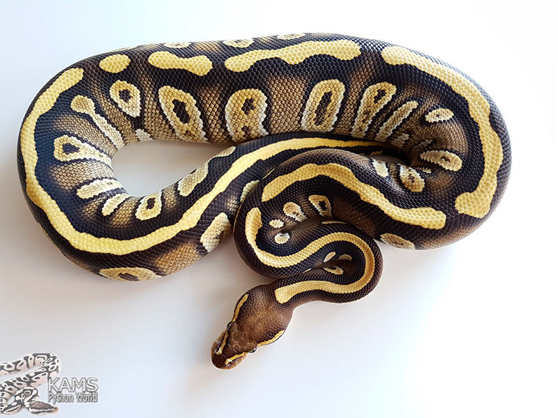 Mojave Vanilla