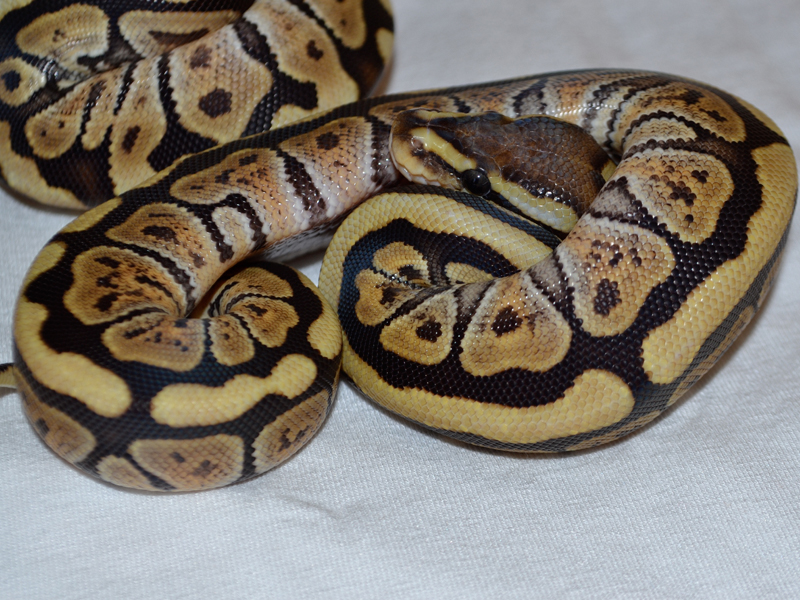 Mojave Woma