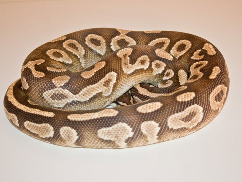 Mojave Yellow Belly