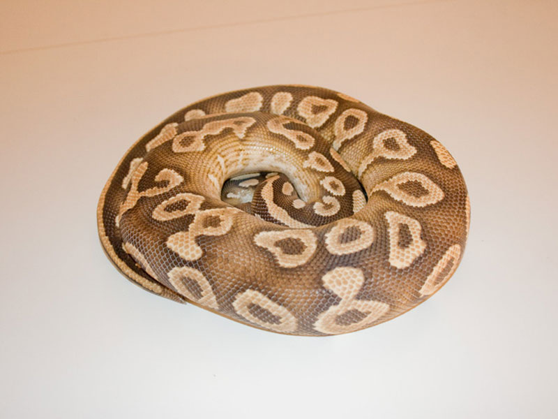 Mojave Yellow Belly