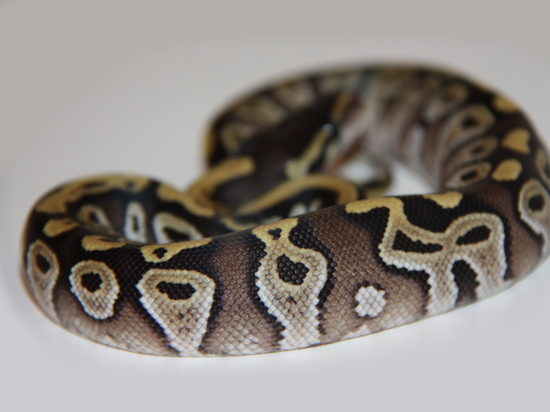 Mojave Yellow Belly