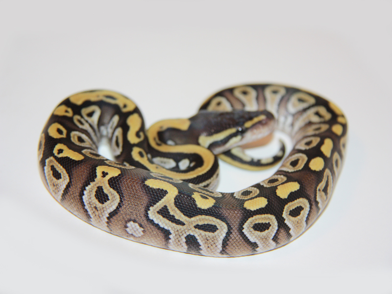 Mojave Yellow Belly