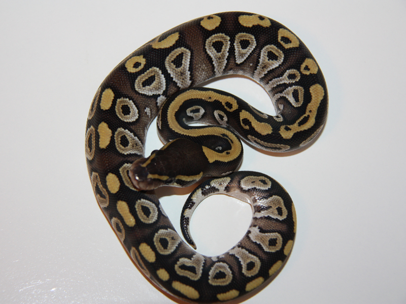 Mojave Yellow Belly