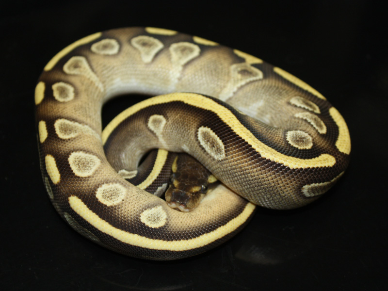 Mojave Yellow Belly