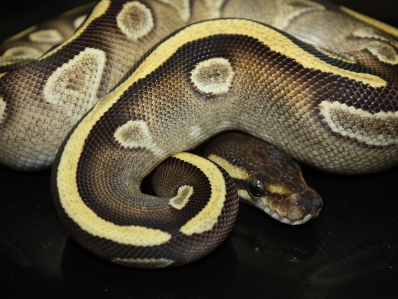 Mojave Yellow Belly