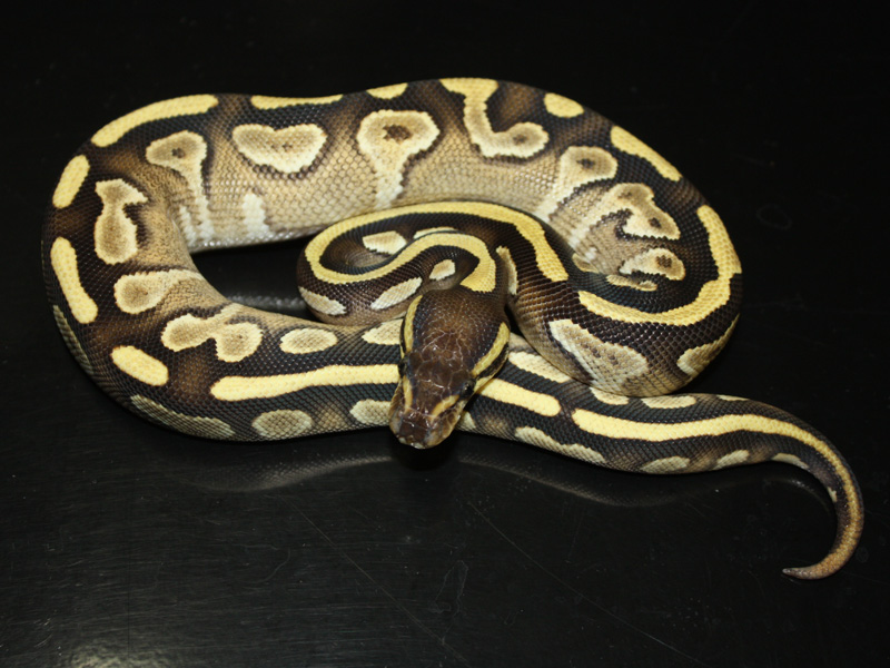 Mojave Yellow Belly