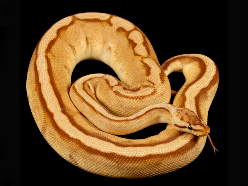 Monarch Pastel Genetic Stripe