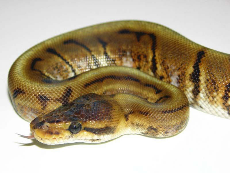 Motley Bee - Morph List - World of Ball Pythons