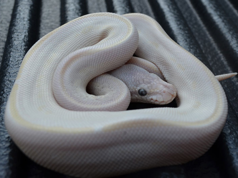 Morph List - World of Ball Pythons