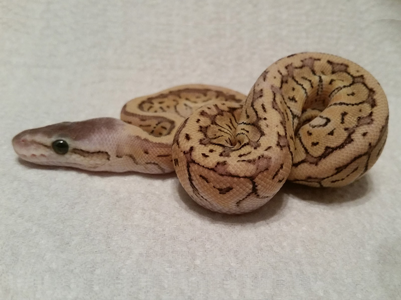 Mystic Pastel Pinstripe Yellow Belly