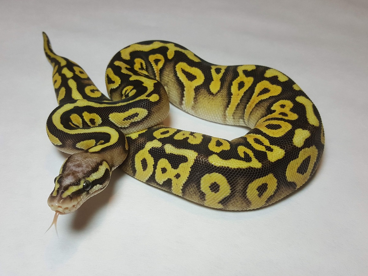 Mystic Pastel Scaleless Head Spotnose