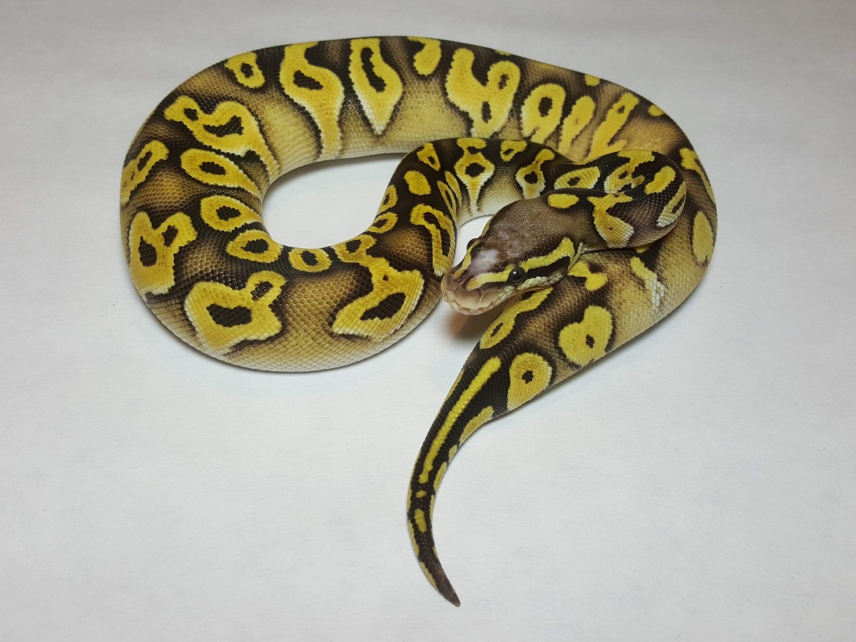 Mystic Pastel Scaleless Head