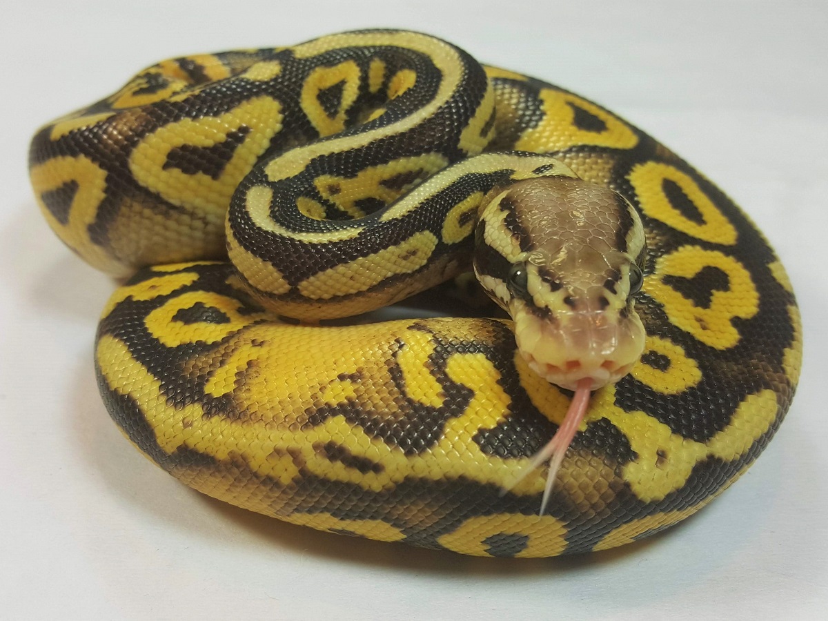 Mystic Pastel Spotnose