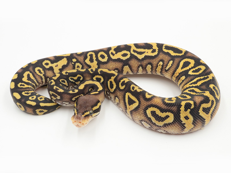 Mystic Pastel Trick Yellow Belly