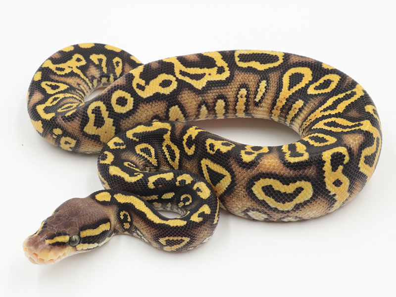 Mystic Pastel Trick Yellow Belly