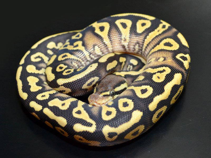 Mystic Pastel Yellow Belly